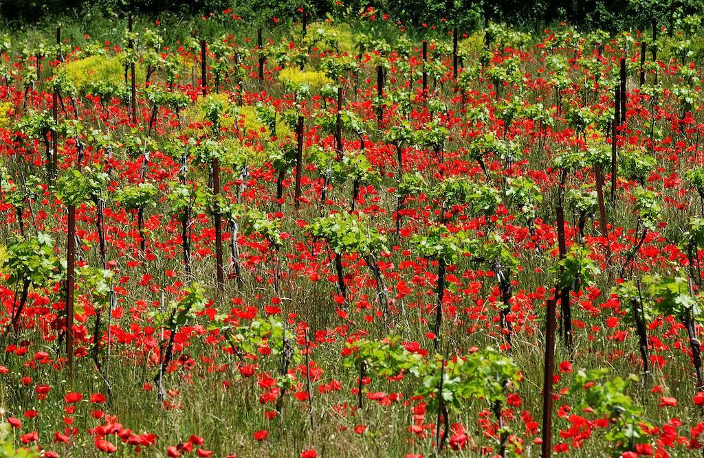 Une Campagne En Provence Bras 외부 사진
