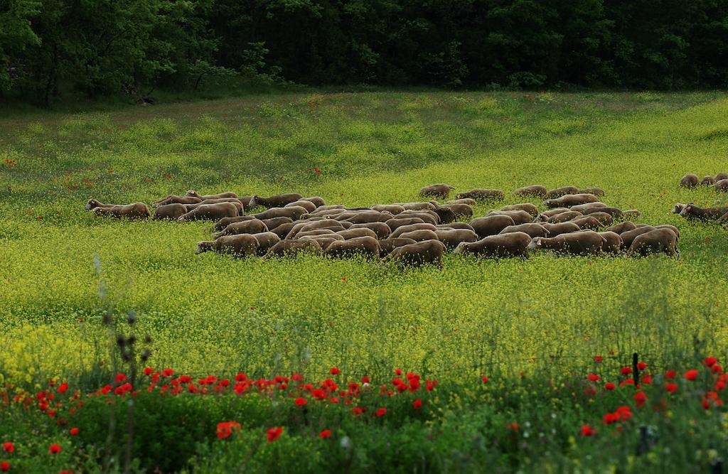 Une Campagne En Provence Bras 외부 사진